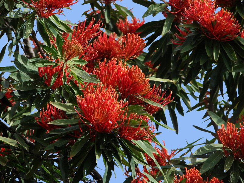 Red Flower Clusters — Vibrant, Afternoon
