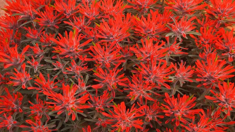 Red Flower Clusters — Vibrant