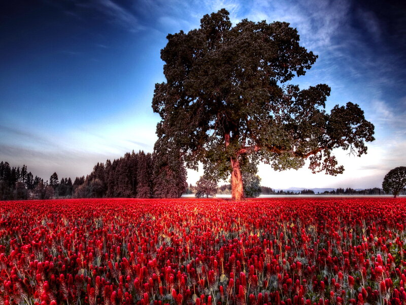 Red Flower Field — Dramatic