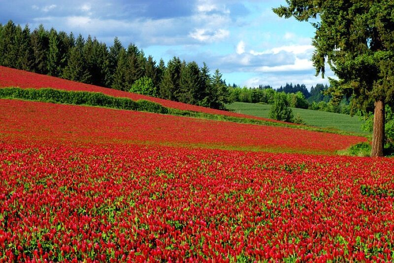 Red flower field in Oregon
