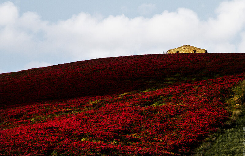 Red Flower Field — Serene