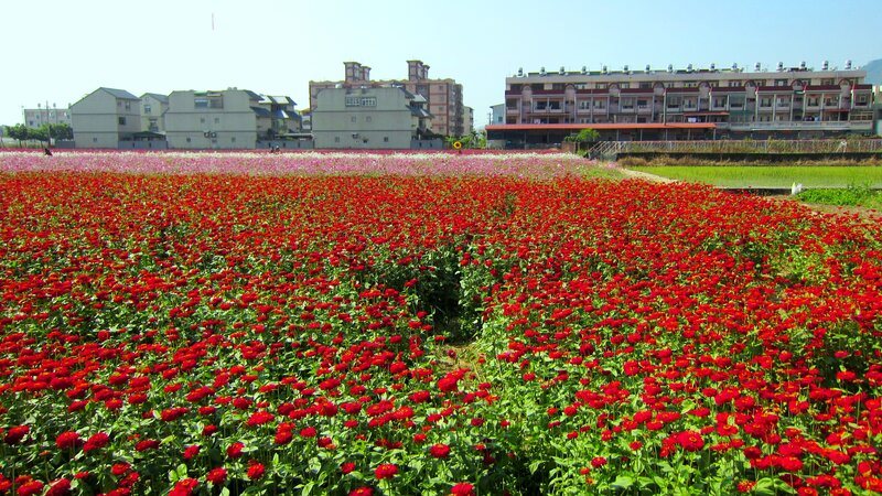 Red Flower Field