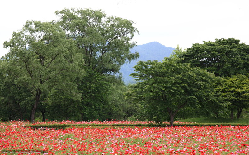 Red flower field with trees