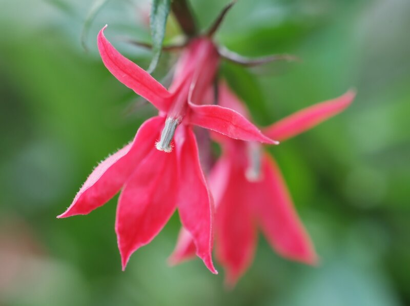 Red Flower Hanging