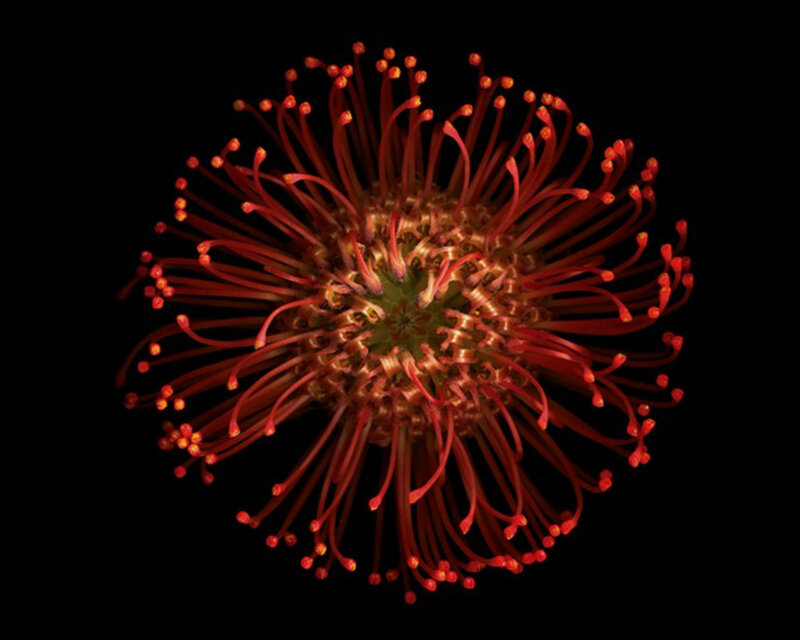 Red Flower Head