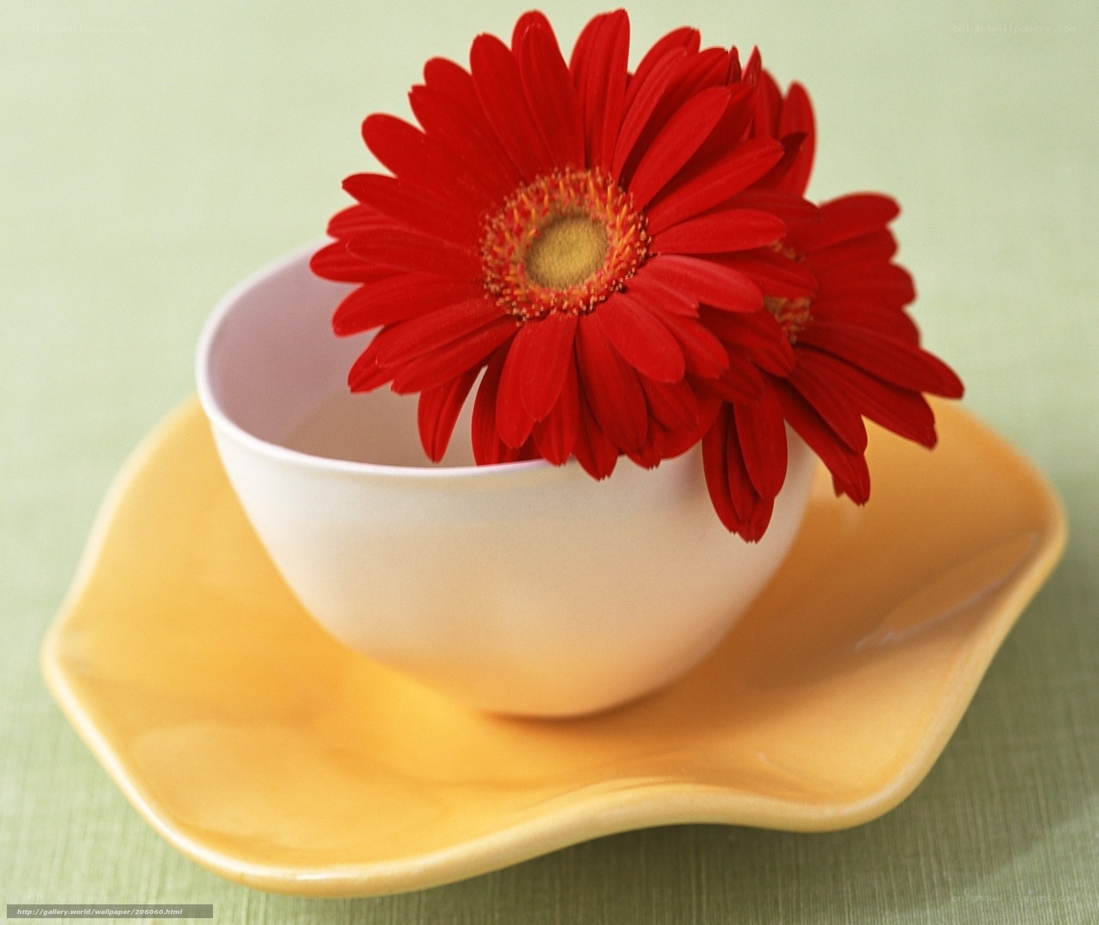 Red flower in a cup