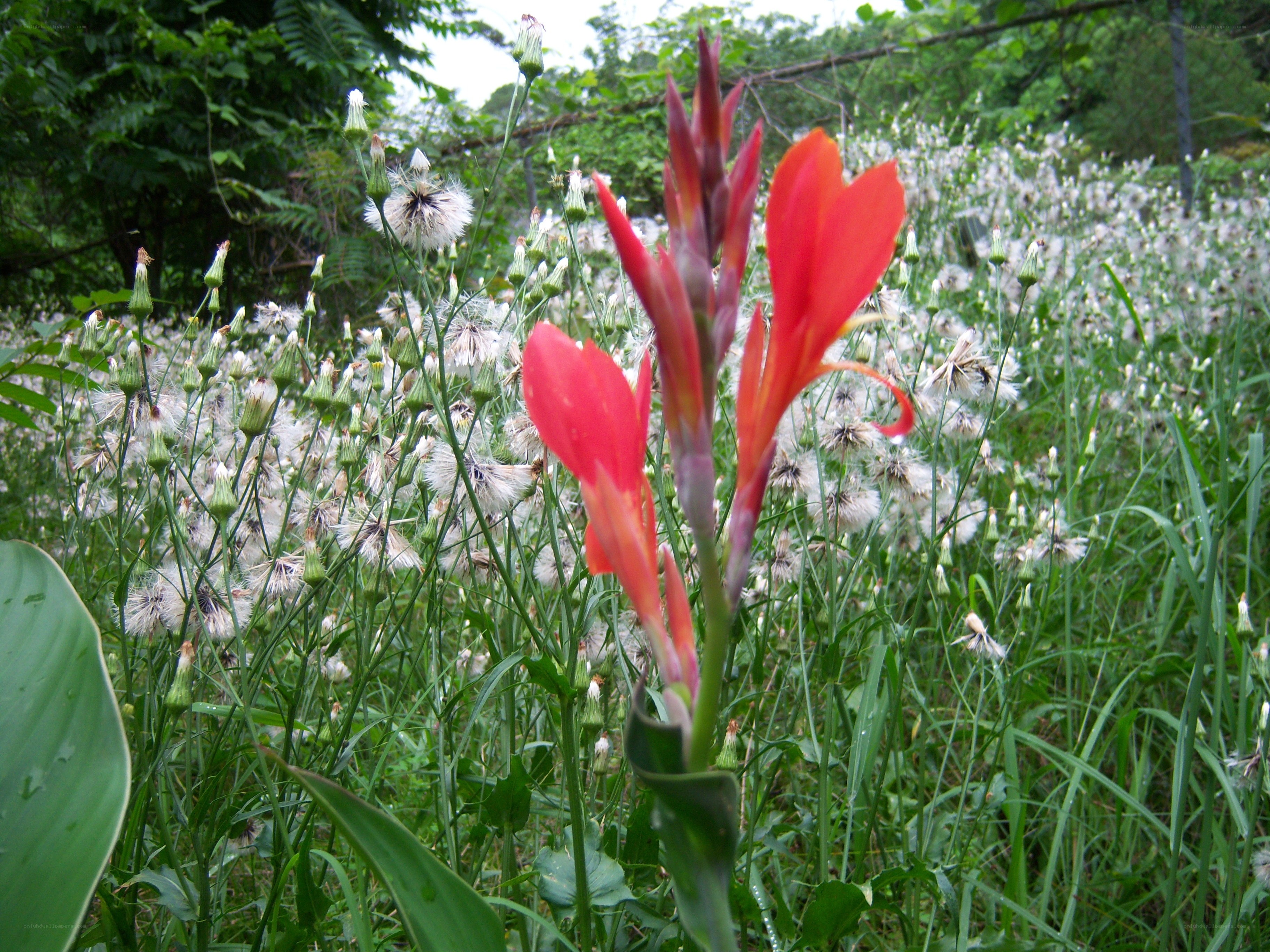 Red flower in a field