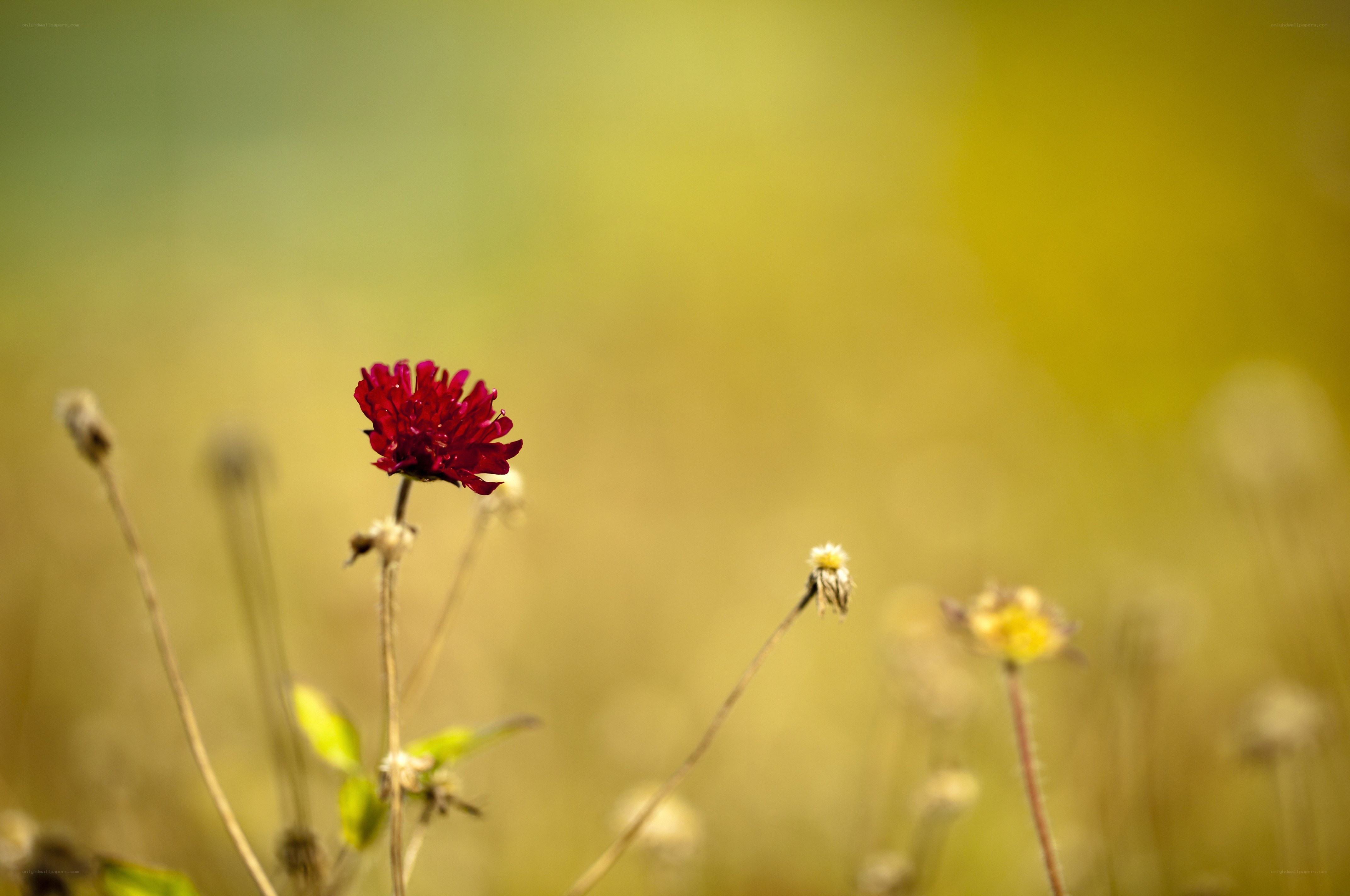 Red flower in a field