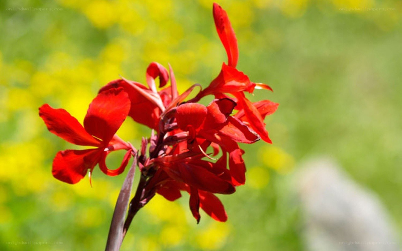 Red flower in a field