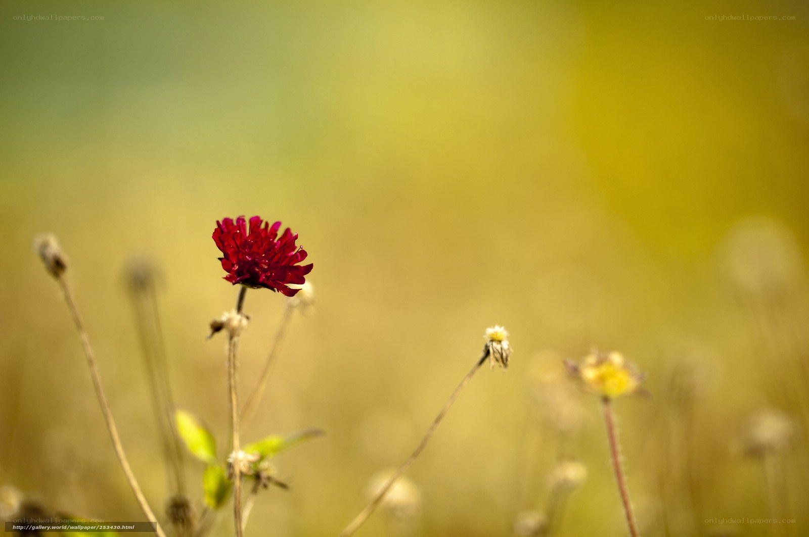 Red flower in a field