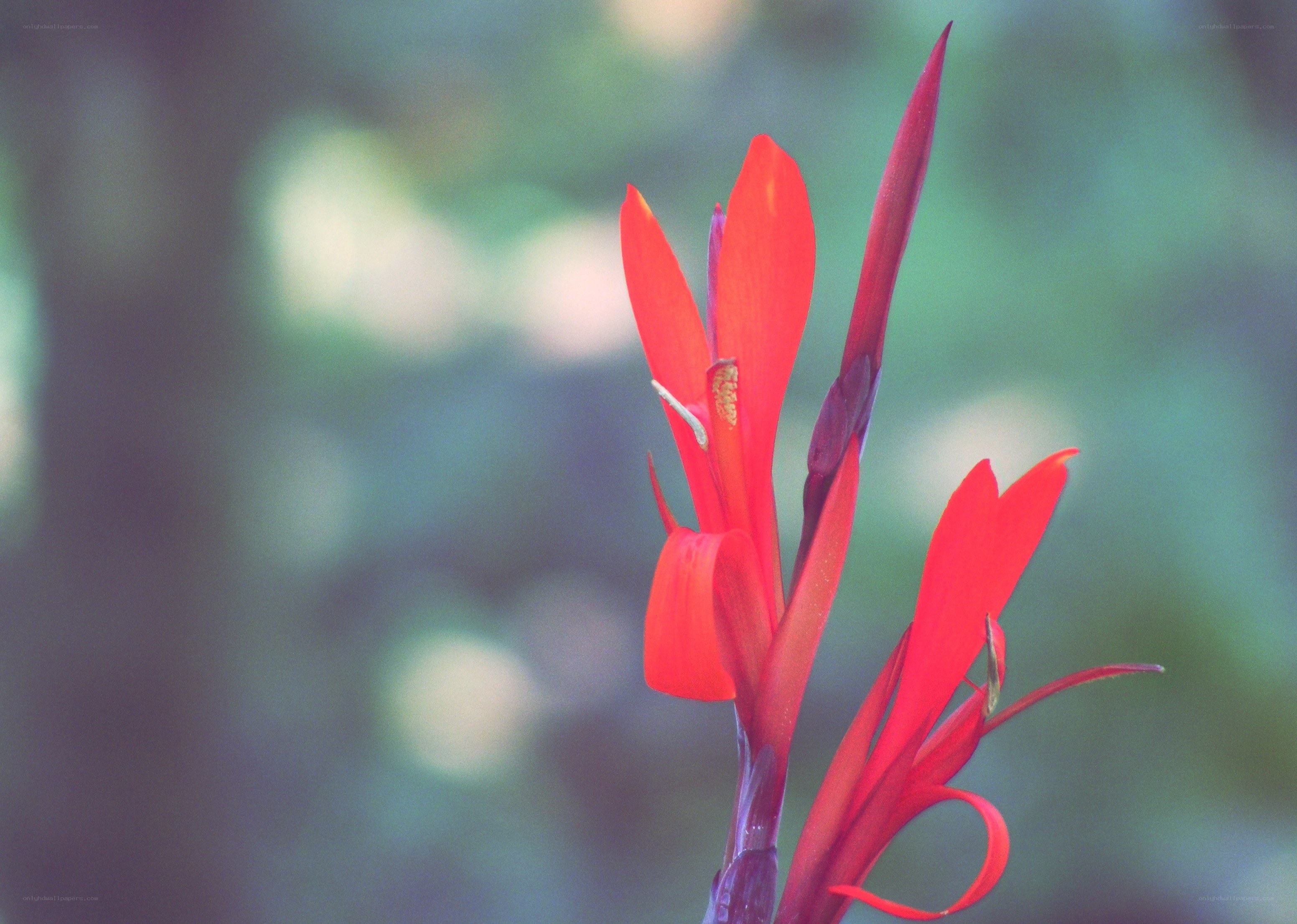Red flower in a garden