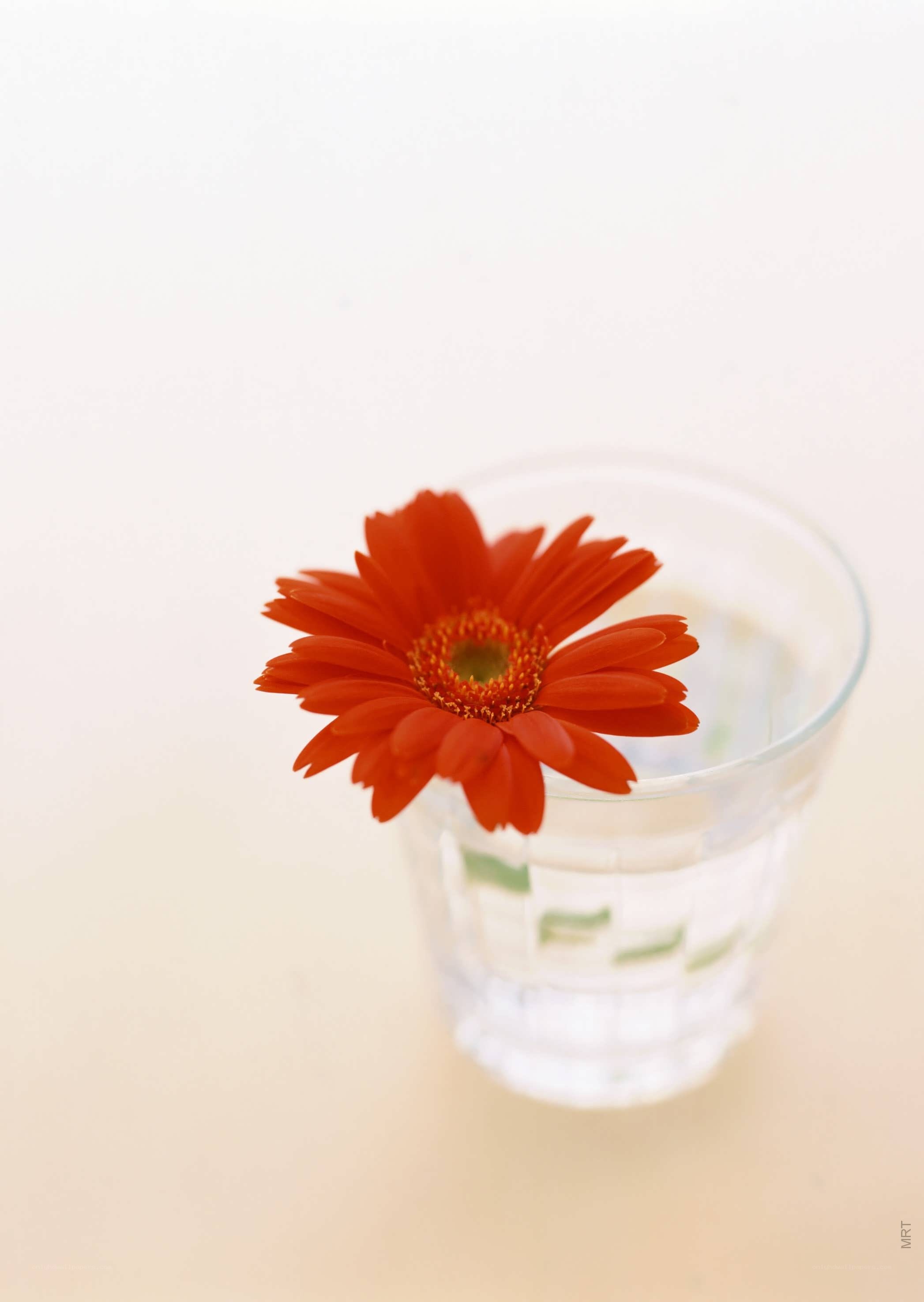 Red flower in a glass