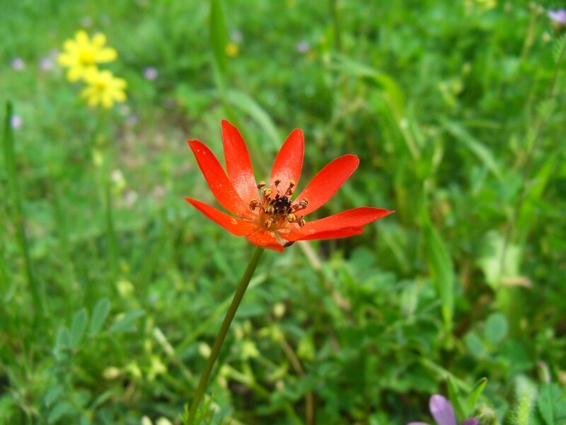 Red flower in a green field