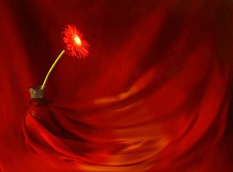 Red flower in a red setting