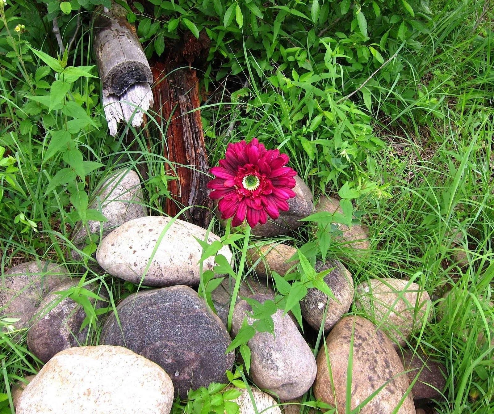 Red flower in a rock garden