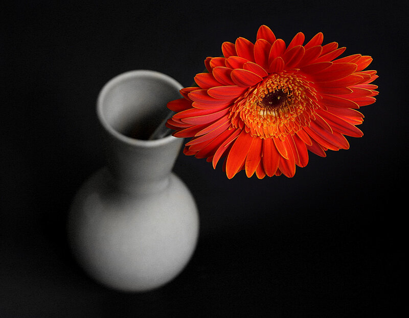 Red flower in a vase