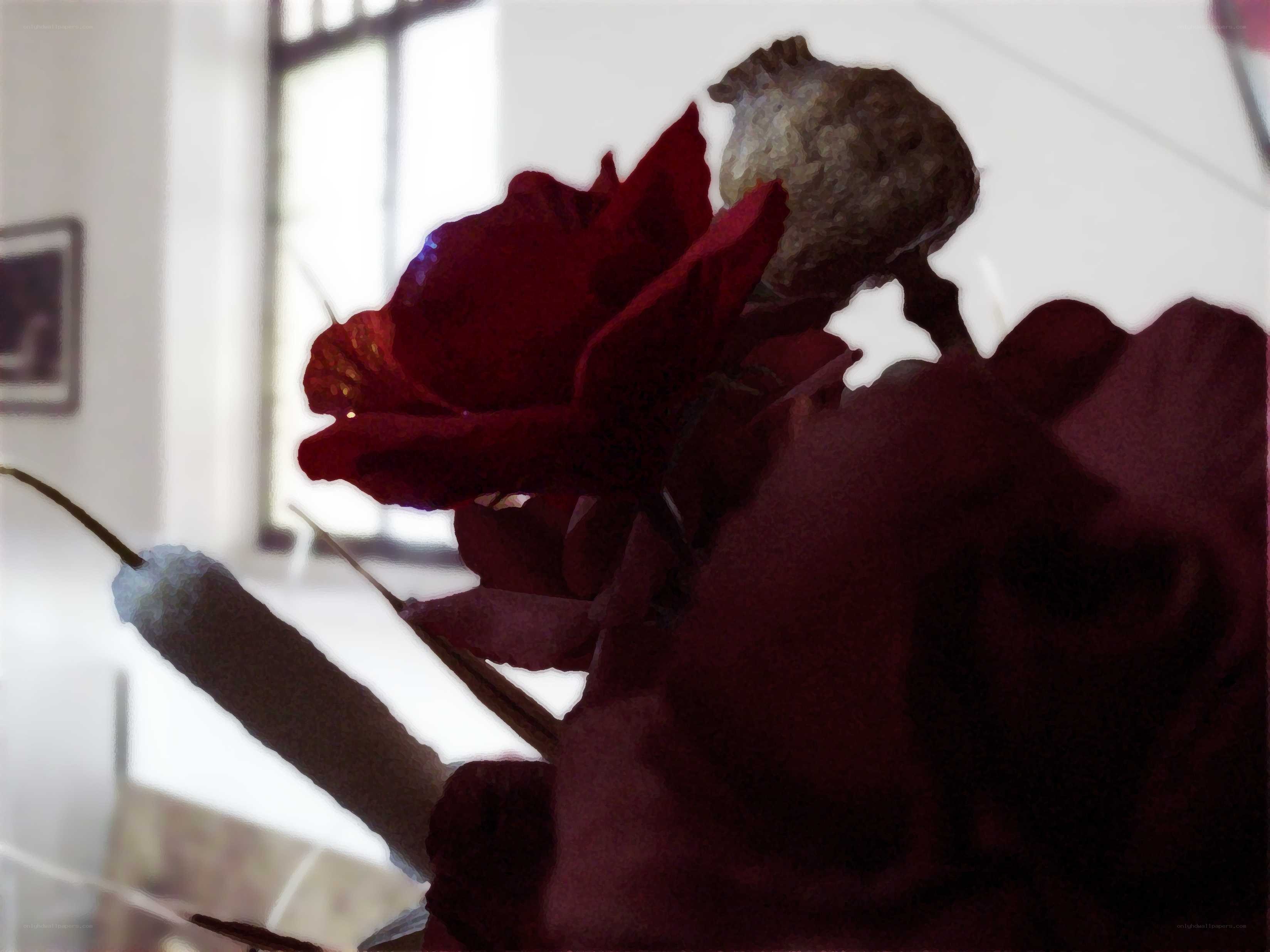 red flower in a vase