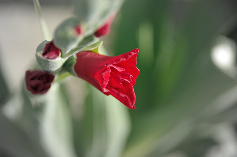 Red flower in bloom