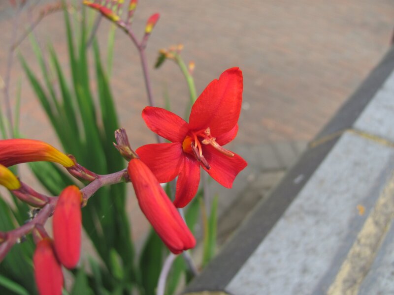 Red flower in bloom