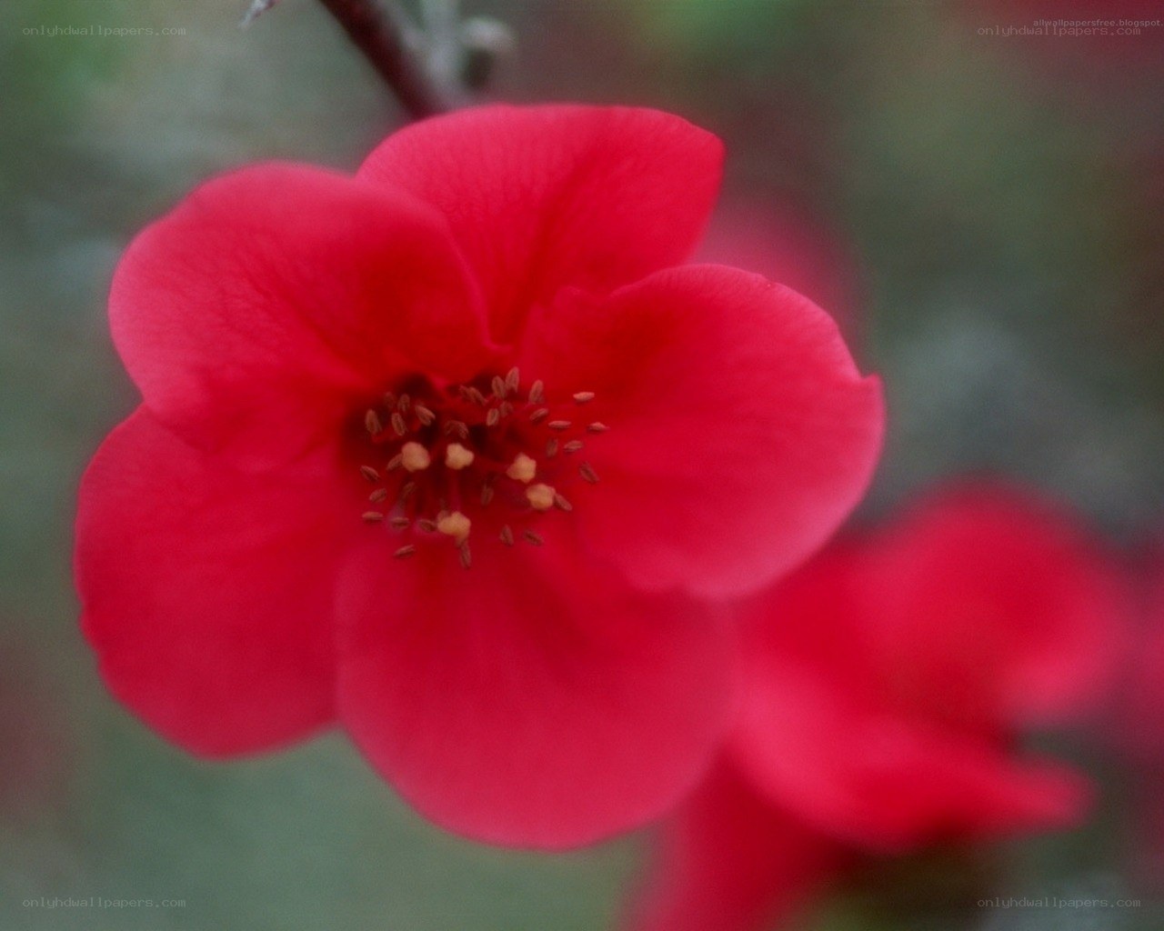Red flower in bloom
