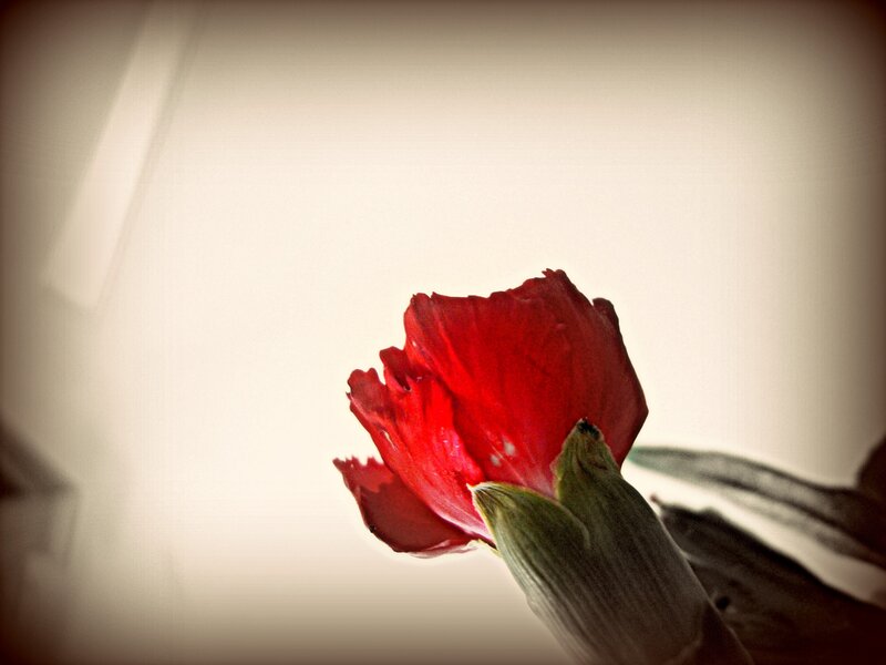 Red Flower in Bloom — Dramatic