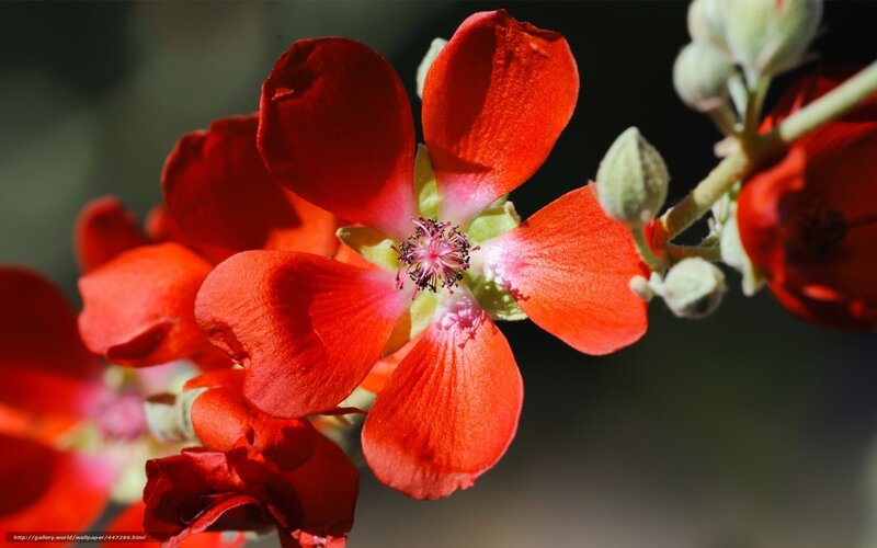 Red Flower in Bloom — Natural, Afternoon