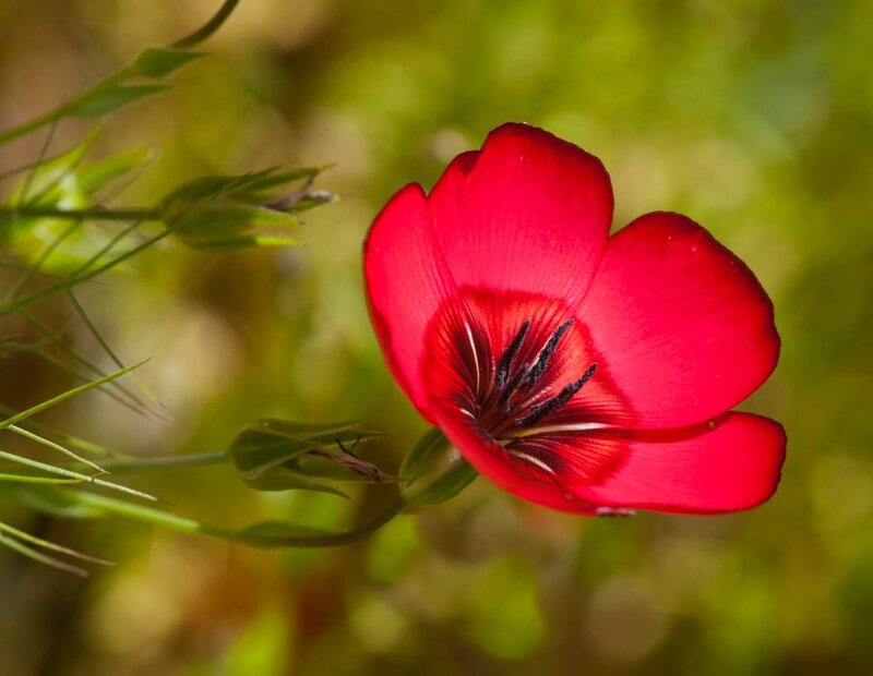 Red Flower in Bloom — Natural