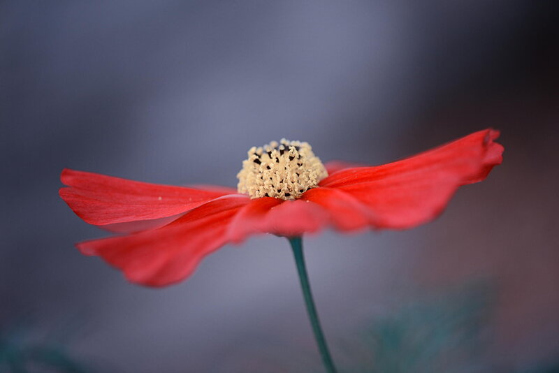 Red Flower in Bloom — Serene