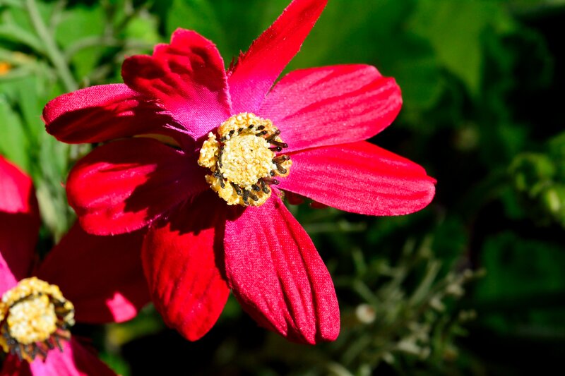 Red Flower in Bloom — Vibrant