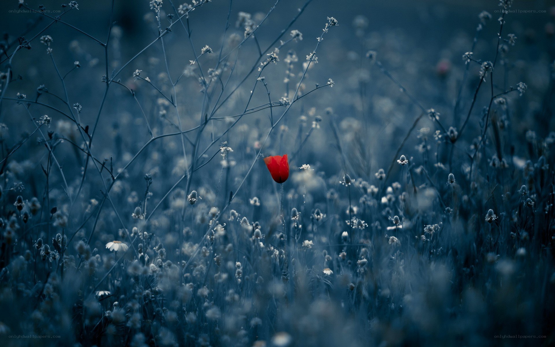 Red flower in blue field