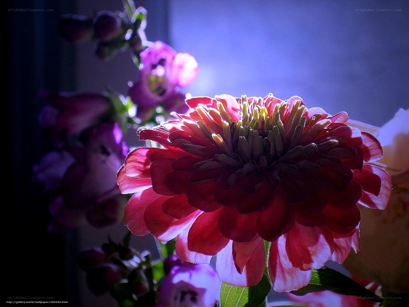 Red flower in blue light