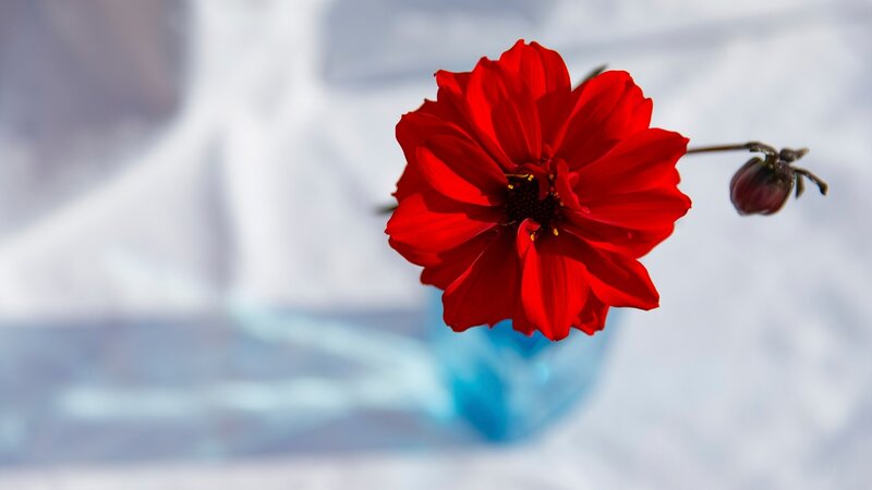 Red Flower in Blue Vase