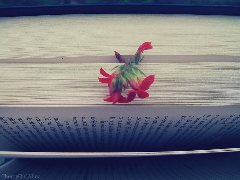 Red Flower in Book