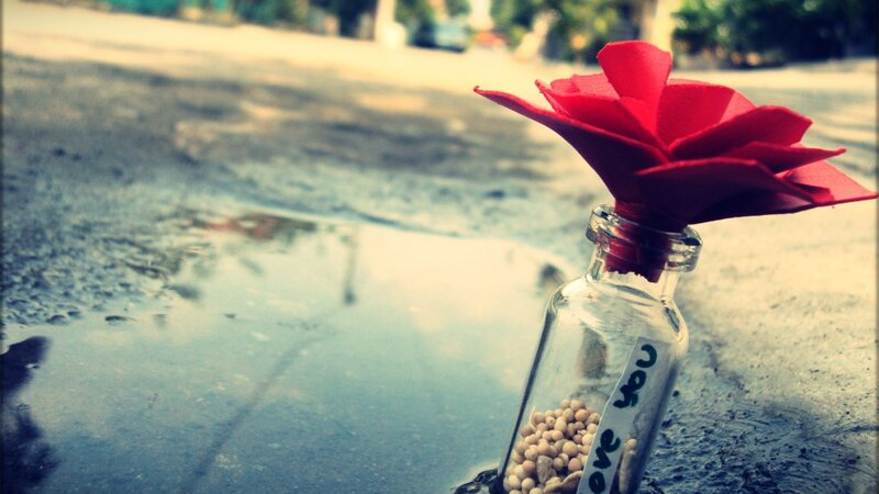 Red Flower in Bottle — Melancholic, Afternoon