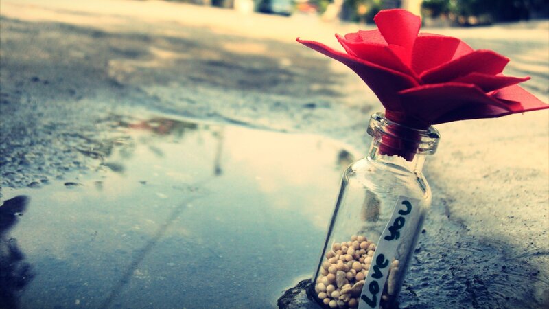 Red Flower in Bottle — Melancholic, Photograph