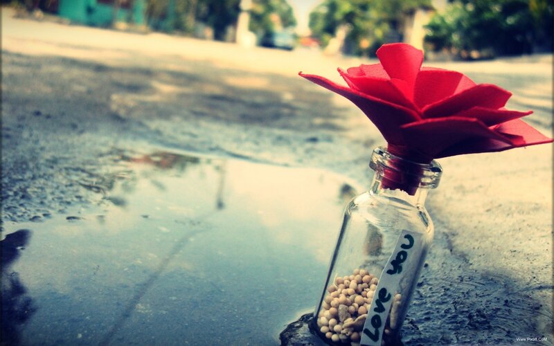 Red Flower in Bottle — Melancholic