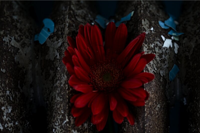 Red Flower in Concrete
