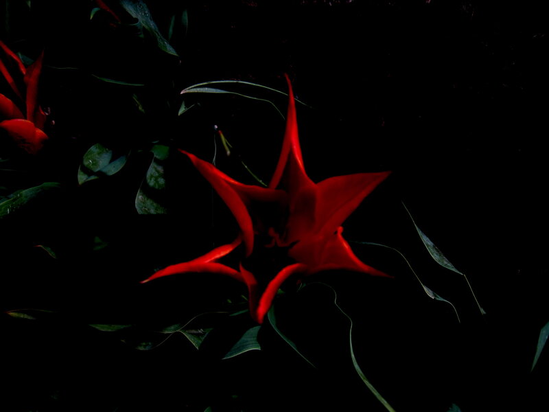 Red flower in dark foliage