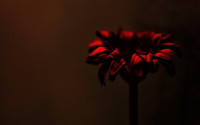 Red Flower in Darkness — Dramatic, Night, Photograph