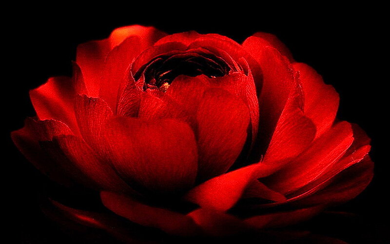 Red Flower in Darkness — Dramatic, Night