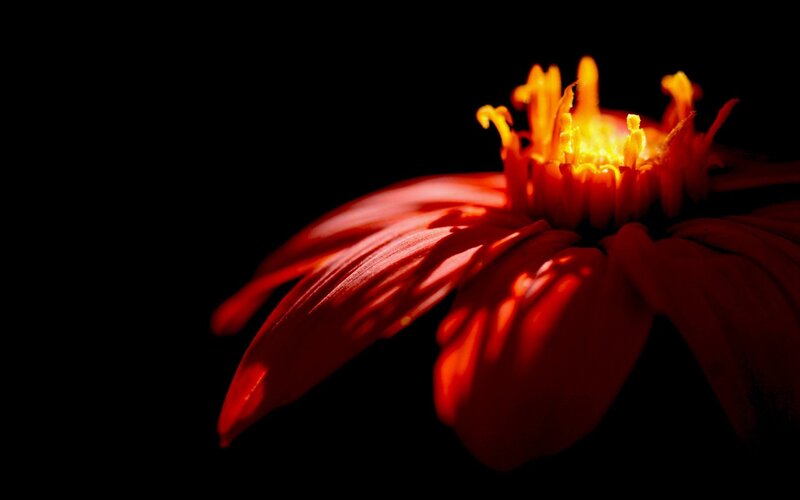 Red Flower in Darkness — Dramatic, Photograph, Petals