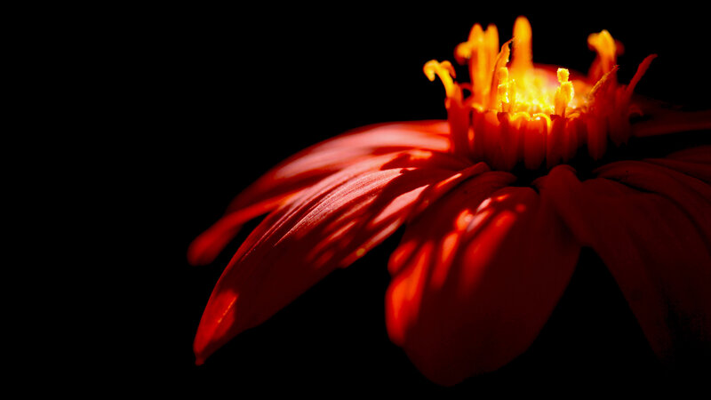 Red Flower in Darkness — Dramatic, Photograph
