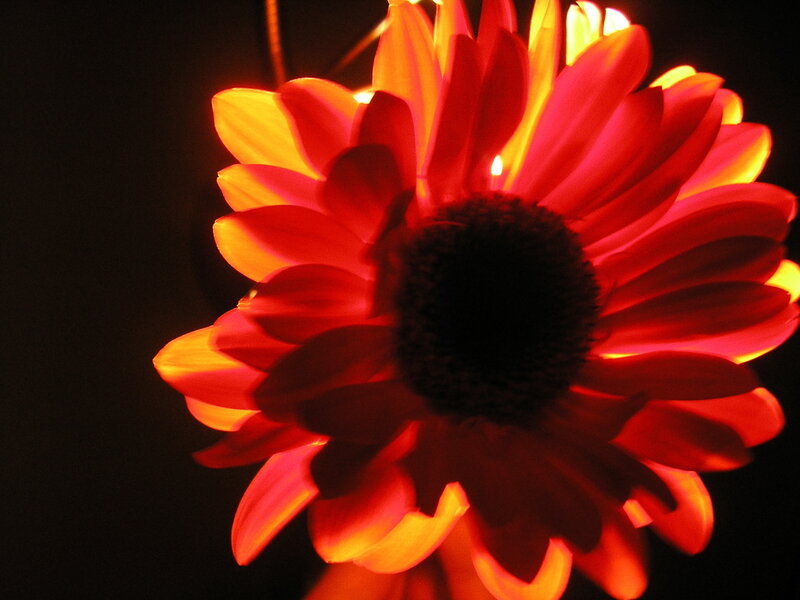 Red Flower in Darkness — Dramatic