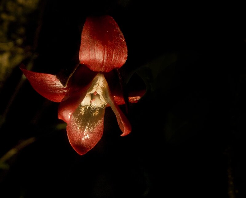 red flower in darkness