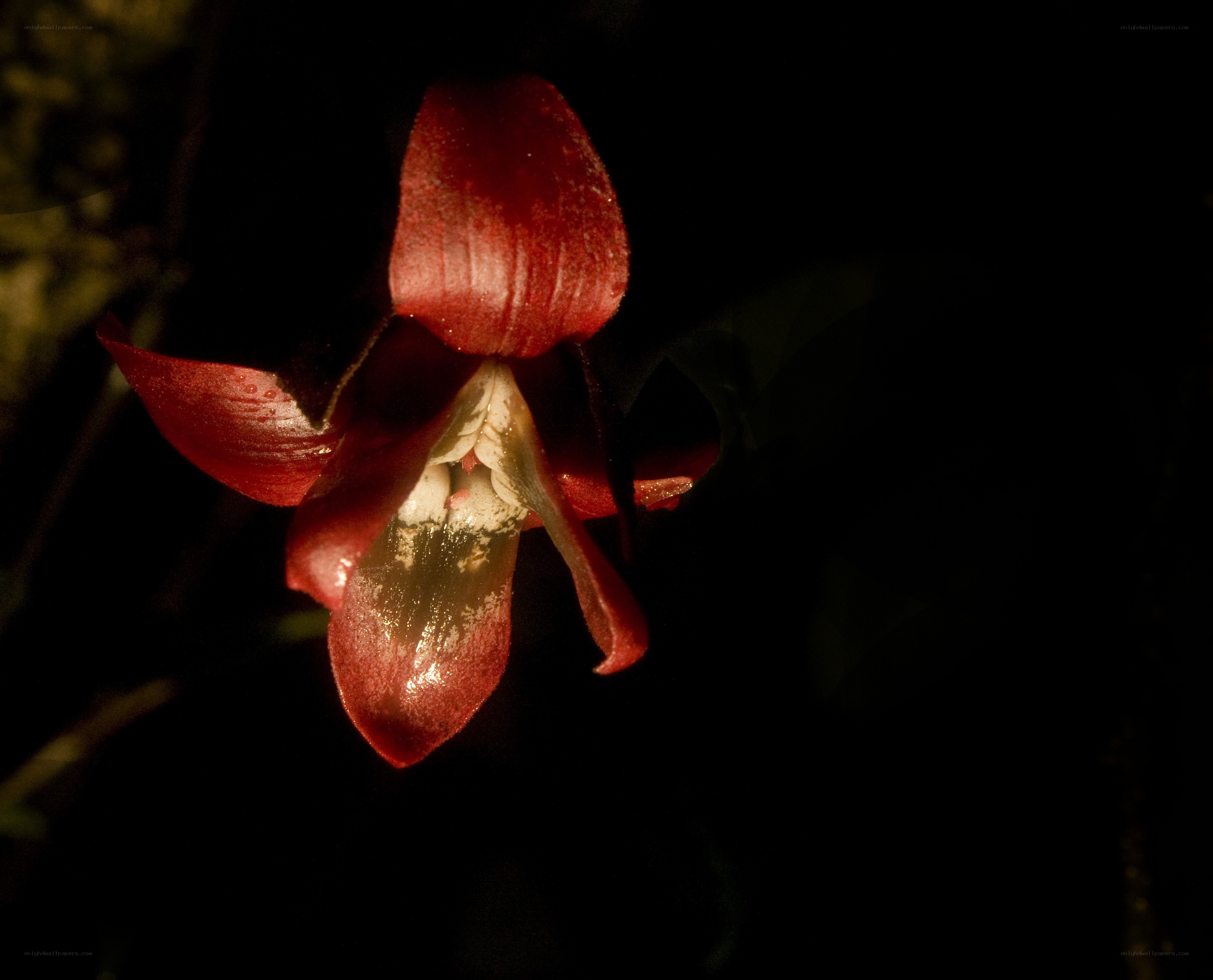 red flower in darkness