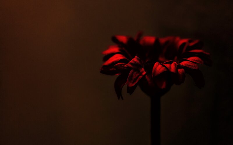 Red flower in dim light