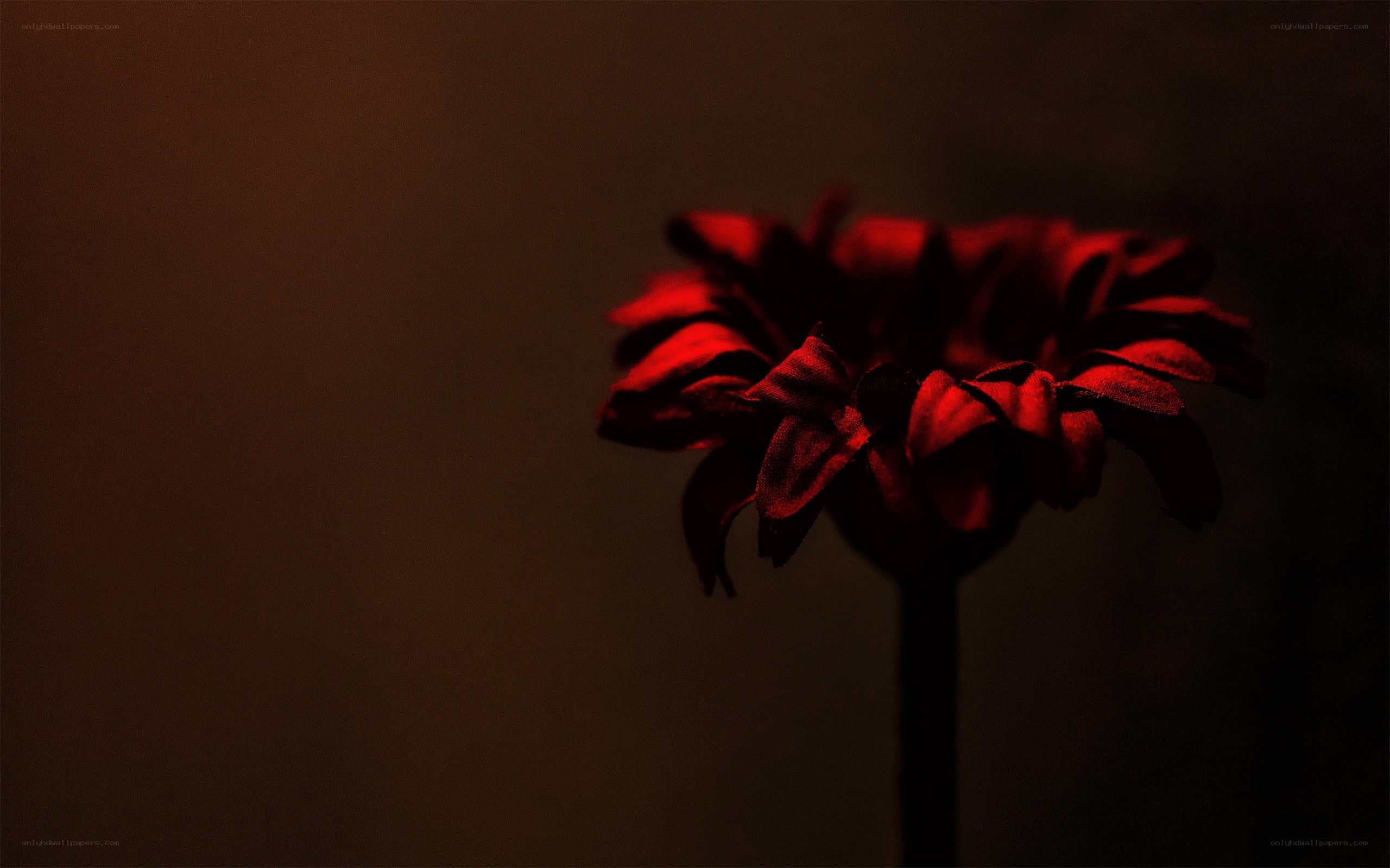 Red flower in dim light