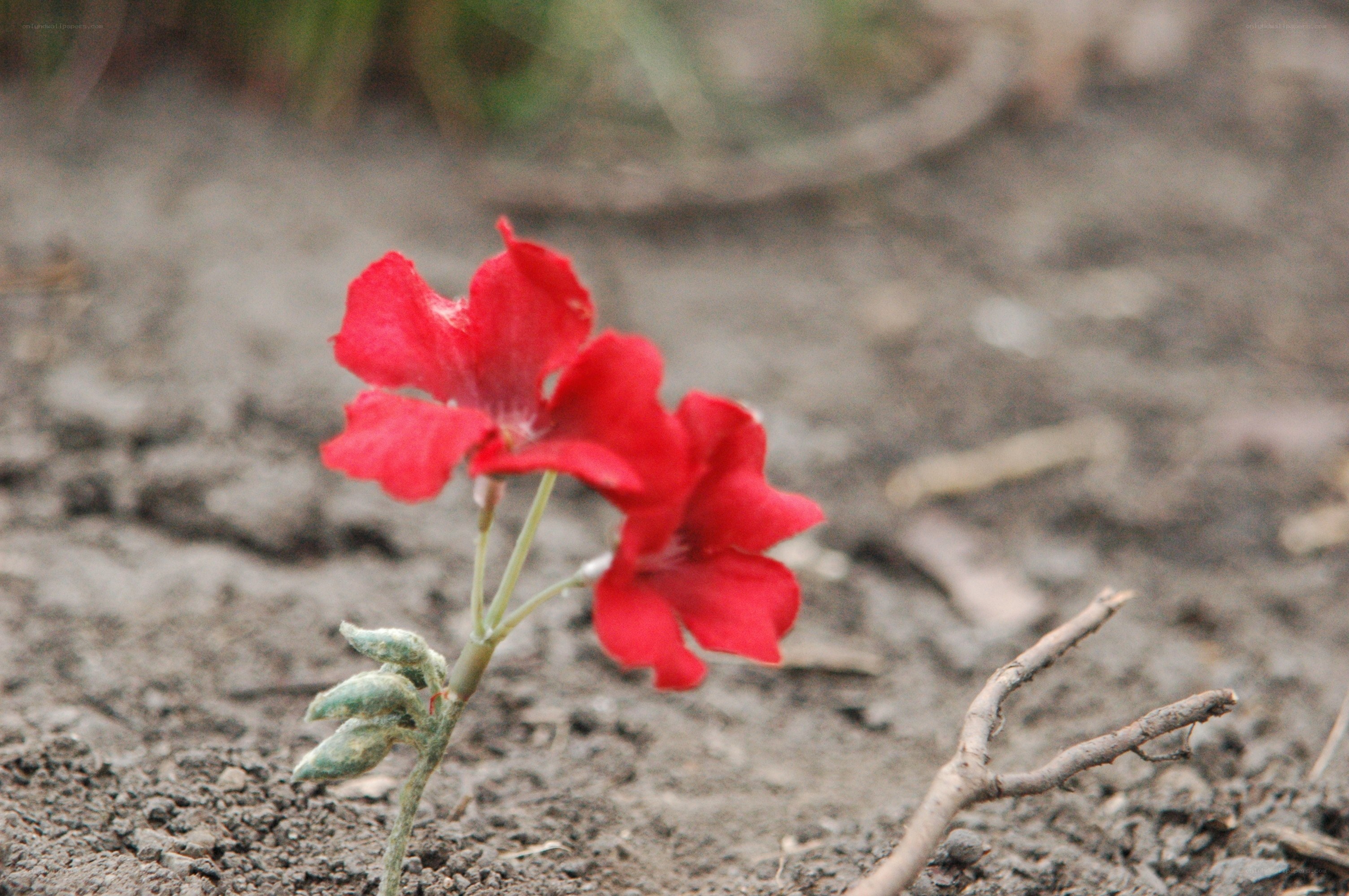 Red flower in dry soil