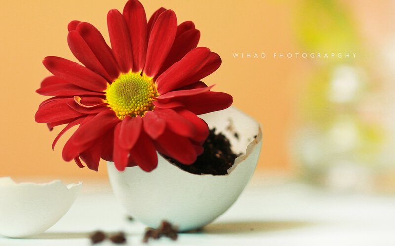 Red Flower in Eggshell — Serene, Photograph