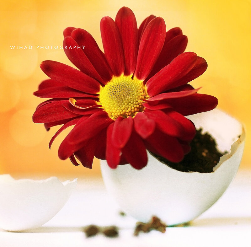 Red Flower in Eggshell — Serene